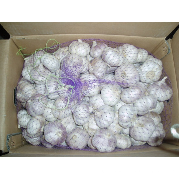 Emballage de carton Fresh White White Garlic (4.5cm ou plus)